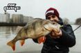 Fox Rage Fox Slick Shad 13 cm - Zander/Snoek Baits