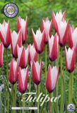 Dutch Flower Lady Clusiana Tubergens Gem Botanical Tulpen Bollen 10 stuks bolmaat 5/6