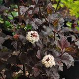Arborix Physocarpus opulifolius 'Diabolo' - Blaasspiraea 30-40 cm in pot