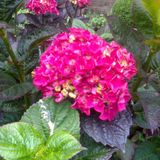 Arborix Bol Hydrangea Macrophylla 'Merveille Sanguinea' - Boerenhortensia - 25-30 cm pot