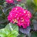 Arborix Bol Hydrangea Macrophylla 'Merveille Sanguinea' - Boerenhortensia - 25-30 cm pot