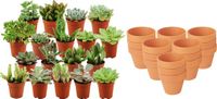 Green Boutiq ZynesFlora Mini Succulenten Mix - 18 Stuks - Ø 8,1 cm Terracotta Bloempotten - 5-10 cm