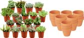 Green Boutiq ZynesFlora Mini Succulenten Mix - 18 Stuks - Ø 8,1 cm Terracotta Bloempotten - 5-10 cm