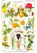 Grafika Puzzle Larousse Medical Illustré 1000 pièces