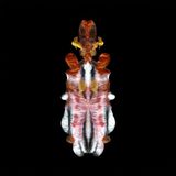 Sonic Rendezvous Scraps Of Tape The Will To Burn (CD)