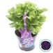 Plantenwinkel.nl Hydrangea Macrophylla Music Collection "Deep Purple Dance"® boerenhortensia - 30-40 cm - 1 stuks