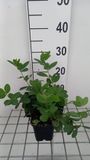 GRDplanten Groendecor Tuinarchitectuur 6x Valse Indigo - Baptisia hybr. 'Lemon Meringue' | 9x9 cm pot