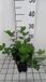 GRDplanten Groendecor Tuinarchitectuur 6x Valse Indigo - Baptisia hybr. 'Lemon Meringue' | 9x9 cm pot