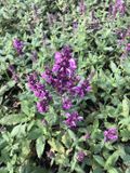 GRDplanten Groendecor Tuinarchitectuur 6x Kranssalie - Salvia nem. 'Pink Friesland' | 9x9 cm pot