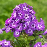 Arborix Bol 6 x Phlox 'Laura ' - Vlambloem pot 9x9cm