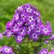 Arborix Bol 6 x Phlox 'Laura ' - Vlambloem pot 9x9cm