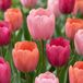 Green boutiQ - 80x Tulipa Positive Vibe - Tulp Positive Vibe - Diversen - Voorjaarsbloeier - Bolmaat 11/12