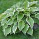 Hosta 6 x Hosta 'Francee' - Hartlelie Pot 9x9 cm - Feuilles panachées