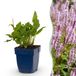 Green boutiQ - Vasteplant - Persicaria ampl. Rosea - Duizendknoop - Schaduw - Roze - 3 Planten - Pot 11cm - Hoogte 15-25cm