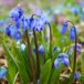 Jub Scilla siberica bloembollen 20 bollen Oosterse sterhyacint JUB