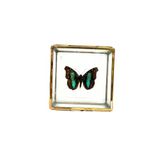 De museumwinkel.com Zwarte insectendoos 9 cm x 12 cm met ophanghaakje