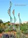 Kinetic Works of Lyman Whitaker: Represented by Datura and Juniper Sky Fine Art Galleries
