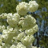 Arborix Bol Viburnum plicatum 'Grandiflorum' - Sneeuwbal 40-60 cm in pot
