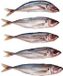 Prebaits Horsmakreel - Dood aas - Wit
