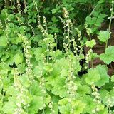 Arborix Tellima 6 x Grandiflora - Mijterloof Pot 9x9 cm - Subtiel Groenbloeier