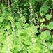 Arborix Tellima 6 x Grandiflora - Mijterloof Pot 9x9 cm - Subtiel Groenbloeier
