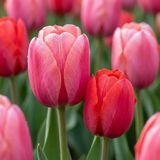 Green boutiQ - 160x Tulipa Pink - Red - Tulp - Roze en Rood - Voorjaarsbloeier - Bolmaat 10/12