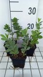 Groendecor Tuinarchitectuur 6x Faux Indigo - Baptisia australis | pot de 9x9 cm