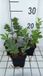 Groendecor Tuinarchitectuur 6x Faux Indigo - Baptisia australis | pot de 9x9 cm