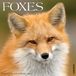 Willow Creek Press Foxes 2027 Wandkalender