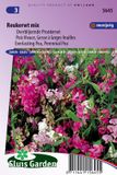 Sluis Garden Reukerwt overblijvende mix (Lathyrus)