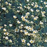 Moerings waterplanten Moerings Ranunculus Aquatilis | Waterranonkel | Aquariumplant | 11x11CM Mand
