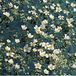 Moerings waterplanten Moerings Ranunculus Aquatilis | Waterranonkel | Aquariumplant | 11x11CM Mand