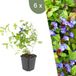 Plants by Frank | 6 Loodkruid planten | Ceratostigma plumbaginoides | Winterharde bodembedekker