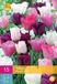 Jub Holland Tulpen Pastel Mix - 15 stuks