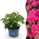 Plantenboetiek.nl | Hydrangea Endles Summer Summer Love Red - Hortensia - Winterhard - Rood - Ø14cm - 20-25cm hoog - Tuinplant