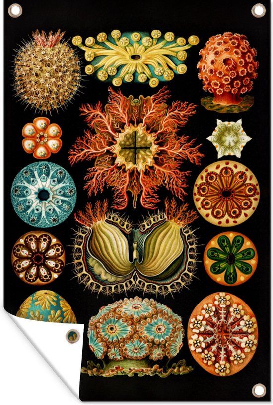GreatGardenPosters Tuinposter - Zeedier - Ernst Haeckel - 60x90 cm - Bannerdoek - Tuindecoratie