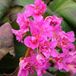 Arborix Bergenia 6 x Bergenia 'Abendglut' - Schoenlappersplant pot 9x9 cm- Wintergroene Vaste Plant