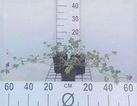 GRDplanten Groendecor Tuinarchitectuur 6x Ooievaarsbek - Geranium hybr. 'Dilys' | 9x9 cm pot