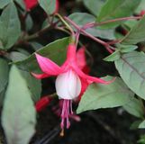 Arborix Fuchsia Madame Cornelissen 6 x Bellenplant pot 9x9cm