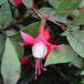 Fuchsia Madame Cornelissen 6 x pot à clochettes 9x9cm