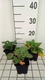 GRDplanten Groendecor Tuinarchitectuur 6x Funkia - Hosta ventricosa | 9x9 cm pot
