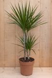 Warentuin Natuurlijk Drakenbloedboom Dracaena Fragrans Marginata Green/Groen H60-80 cm potmaat 19 cm 2 stammen kamerplant
