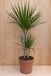 Warentuin Natuurlijk Drakenbloedboom Dracaena Fragrans Marginata Green/Groen H60-80 cm potmaat 19 cm 2 stammen kamerplant