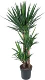 Merkloos / Sans marque Merkloos Yucca Elephantipe - 140 cm - ø27