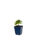 Griffioen Euphorbia amygd. Robbiae vaste plant Griffioen