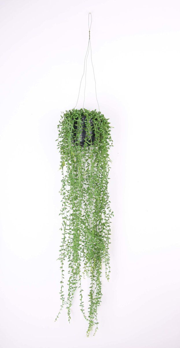 Emerald Emerald - Senecio hangplant - 70 cm - groen