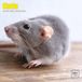 Dayplanner Ratten Kalender 2027 Wandkalender Dieren 30x30 cm