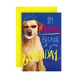 Hallmark Verjaardagskaart - Grappig Fotografisch Lachende Hond Ontwerp