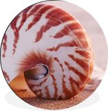 Merkloos / Sans marque WallCircle - Aluminum/Dibond Wall Art - Shell on Sand - ⌀ 60cm - Indoor/Outdoor