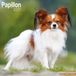 Avonside Papillon Kalender 2027 Wandkalender Dieren